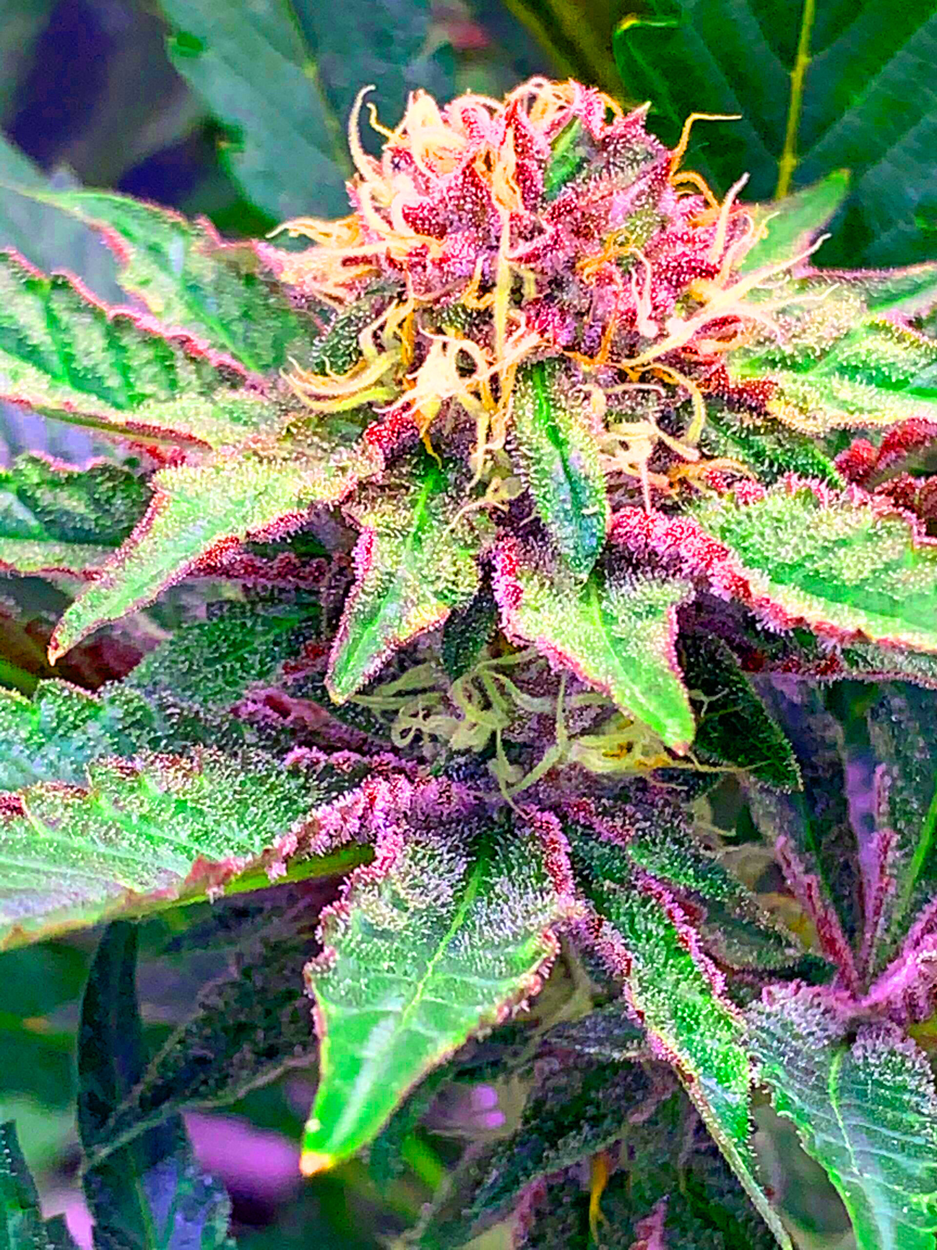 shiraz-blastedgenetics.jpg