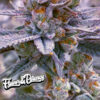 Pez Mints | LaReyna bred by Blasted Genetics collaborated with Dos Moteros