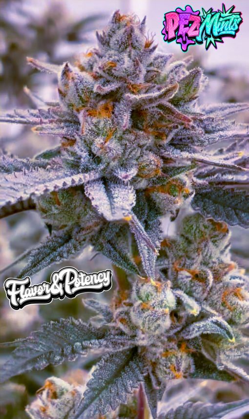 Pez Mints | LaReyna bred by Blasted Genetics collaborated with Dos Moteros