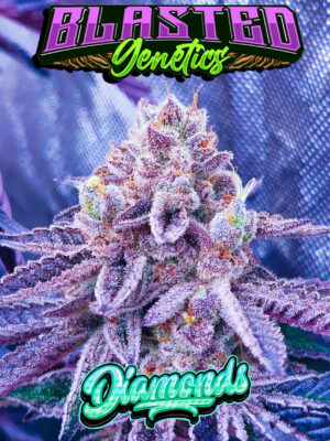Diamonds bred by Blasted Genetics