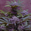 Mint Pie | Premium Regular Photoperiod Cannabis Seeds