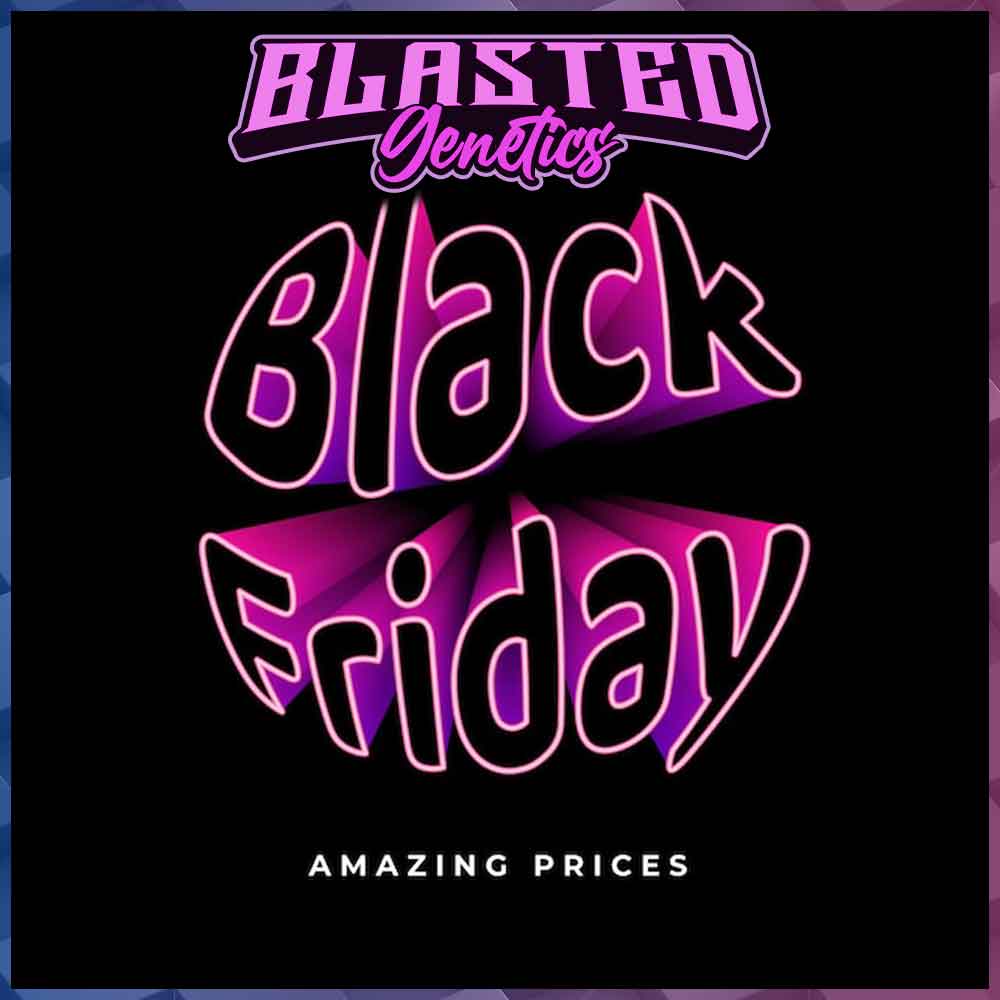 Ice Cream Mints : Blast Mix || Premium Regular Photoperiod Cannabis Seeds - Image 2