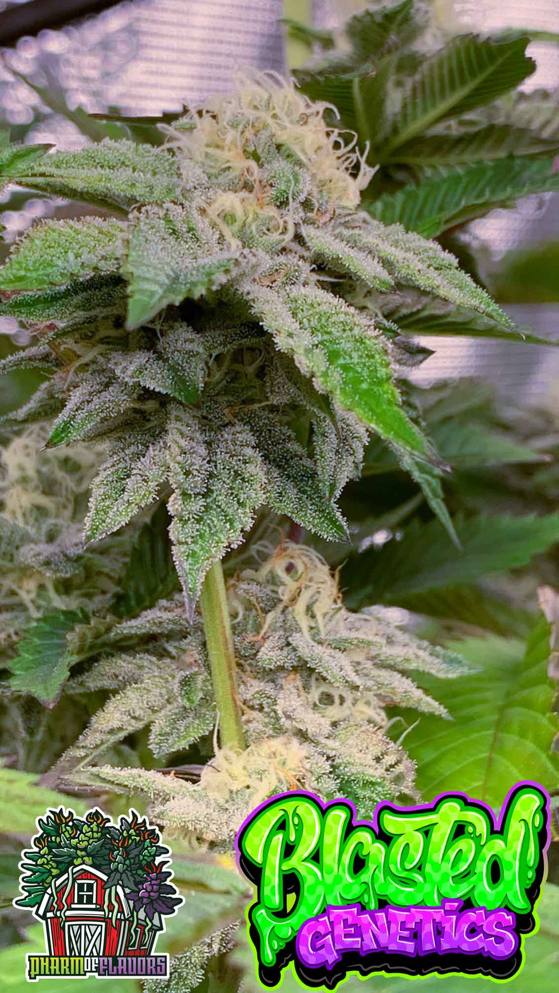 Baby Yoda – Blasted Genetics