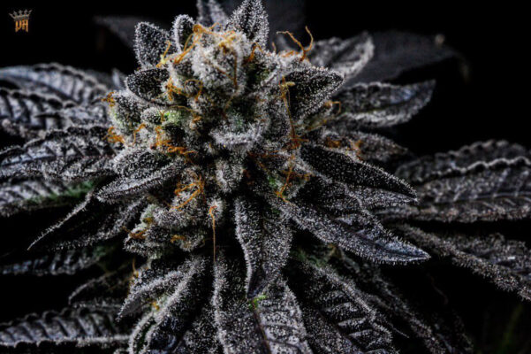 Mint Pie flower top bred by Blasted Genetics