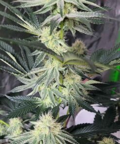 image of Sith Code plant by Blasted Genetics