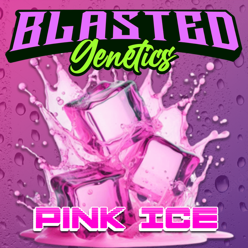 Pink Ice | Premium Regular Photoperiod Cannabis Seeds [|[VAULT PACK]|]
