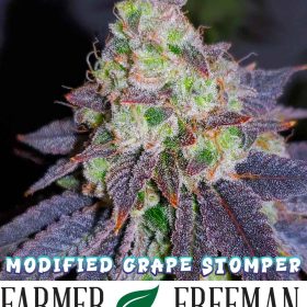 Modified Grape Stomper flower grown by Farmer Freeman