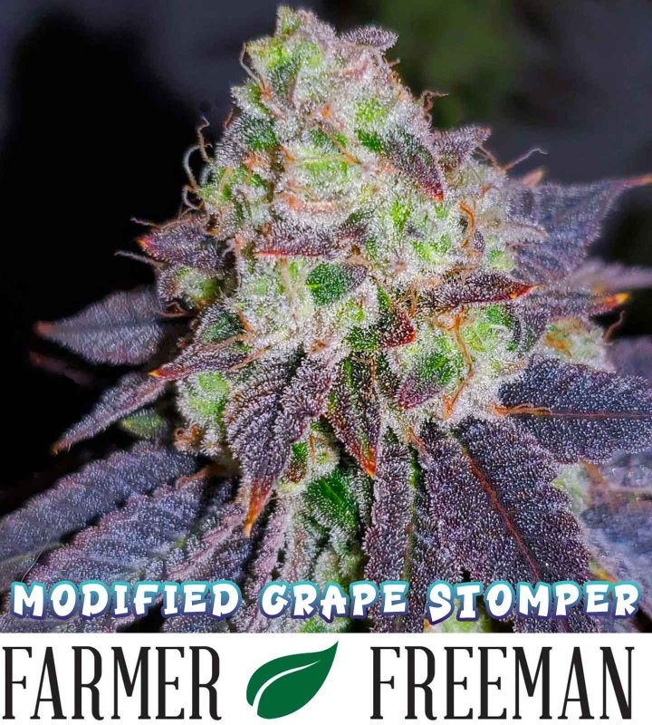 Modified Grape Stomper flower grown by Farmer Freeman
