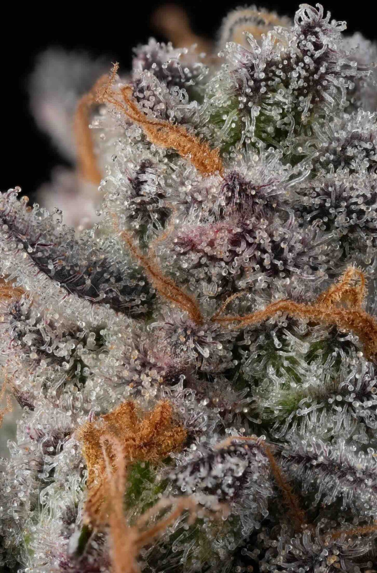 glitter bomb cannabis strain flower macro shot of trichomes